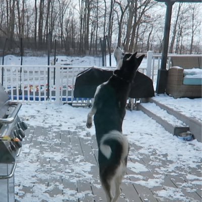 SmilemoreFlash's profile picture. Not the real acct of @romanatwood dog flash