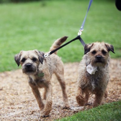 Girl Border Terriorist, from Cidermill Farm who duss now live in Dorset. I haz a furbro called Sidney. I like skweeky toys, nommin, zoomin an nappin.