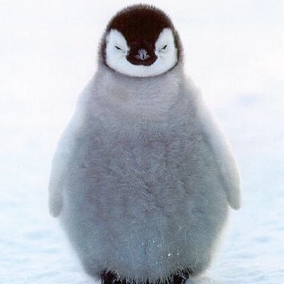 lejitpanegwin's profile picture. 