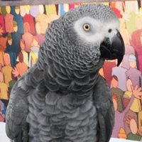 Meep the Bird (@meepthebird) 's Twitter Profile Photo Meep the Bird (@meepthebird) 's Twitter Profile Photo