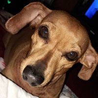 Zoey the Dachshund (@dpresgraves) 's Twitter Profile