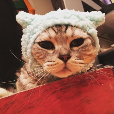 sakuchan_level5's profile picture. まんまると太ったアメショーの猫です。