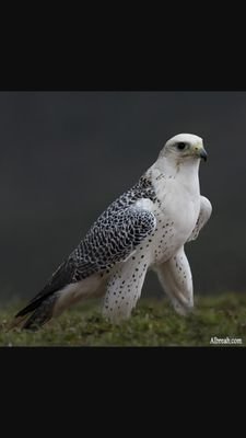 azgWlkPSTM1P9tI's profile picture. 