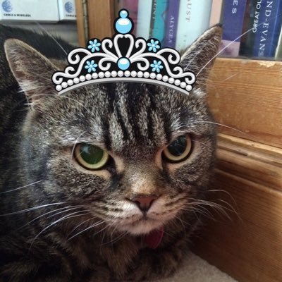 I am the proud adoptive owner of two whacky humans. I live a charmed pink and fluffy life. Litter sister to Maisie, little sister to Tambo, both gone #OTRB 😿