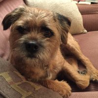 Baxter the Border (@baxter_border) 's Twitter Profile