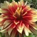 Judy Barker (@barkerpbarker1) Twitter profile photo Judy Barker (@barkerpbarker1) Twitter profile photo
