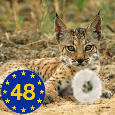Not a caracal but the v endangered Iberian lynx https://t.co/knf0Mk3wxo
'The cat in the phrase To Put a Cat Among the Pigeons originally described a caracal'
