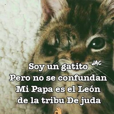 De Donde Salio El Meme De La Anvorguesa Y Los Gatos Platino News