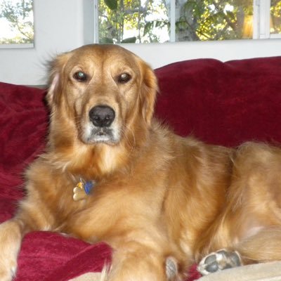 SonyaSamuels's profile picture. Mother, Grandmother, animal lover. Democratic. Equal rights for everyone is essential for a better world.