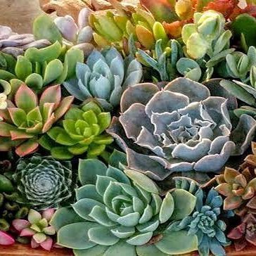 Shop Succulents is the largest online succulent distributor in the states providing the highest quality and widest variety's of succulent plants.