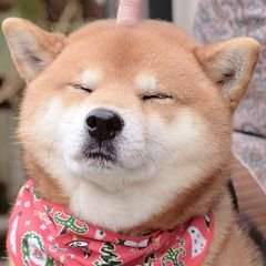 seguenoigsdv's profile picture. segue lá: @anwluizw q eu sdv (ou então só deixa no fixado se for sdv)!¡!!1!!!1!