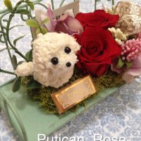 華大路 Putican Rose(@PuticanRose) 's Twitter Profile Photo