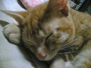 from_yuu_to_you's profile picture. 好きなもの：Excelマクロ,ホワイトノイズ,コーヒー
⁰Mac歴4年目/砂川ゼミ/ベルカン/七夕祭コンテンツ班×2,デザイン班×2,大学生活×7/半高→立命→神大(編入)→神大大学院→東京でコンサル()