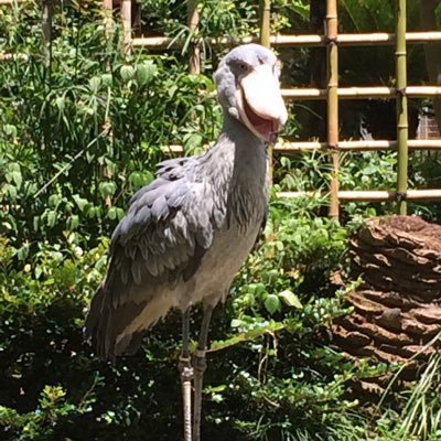 シェリシェリ Sherypon Twitter シェリシェリ Sherypon Twitter