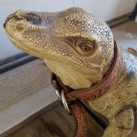 Travelling Lizard(@TravellingMonty) 's Twitter Profile Photo