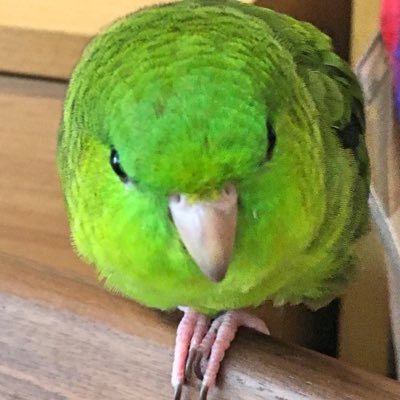 インコ大好きです。羊毛フェルトでいろいろ作ってます。動物をモチーフにした作品が多め。サザナミインコと暮らしています。羊毛フェルトのオーダーは受け付けておりません。instagram → https://t.co/SVNf1xPZ60