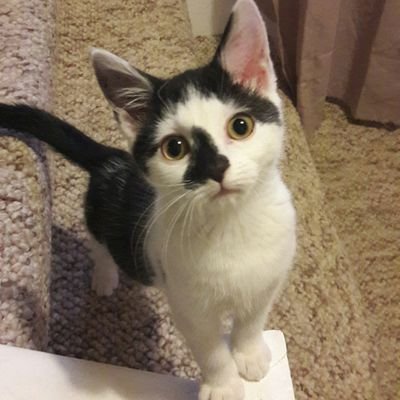 Wickpea99's profile picture. I enjoy stealing food and noisy wrappers,  sleeping in strange places, jumping out on people and playing with my human family... love Bear 🐾💓