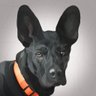 edefazio's profile picture. Christian anti-consumer ai researcher "real degree" the streets