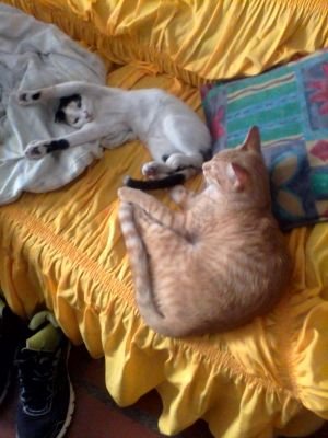 OscarRotundo1's profile picture. 