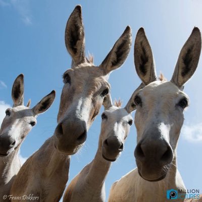 xmulesx's profile picture. The Daddy of Angel Charlie