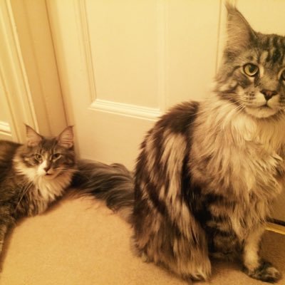 🐾 Meow Bertie and Monty, we are two handsome Maine Coon Cats 🐾 We love Cat Nip and being mischievous 😏