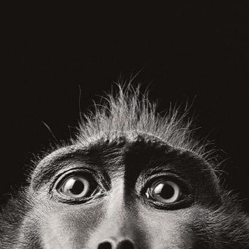 talkingmonkeyhq's profile picture. New MMA Blog created by @ryledale