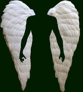 wingyl's profile picture. 