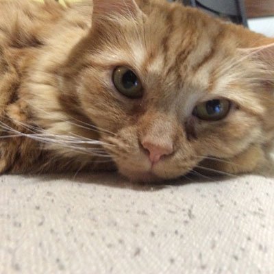 ShenanigansCat Profile Picture