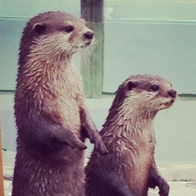 ham_nyan_nyan_2's profile picture. カワウソ、ラッコ、音楽、器。すきなもの、やりたいことがたくさん。膠原病(SLE:全身性エリテマトーデス)です。