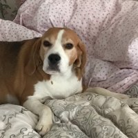 Bo the Beagle(@beaglebo1) 's Twitter Profile Photo
