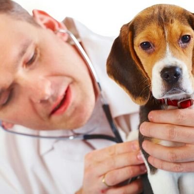 GuterTierarzt's profile picture. Der beste Tierarzt euw