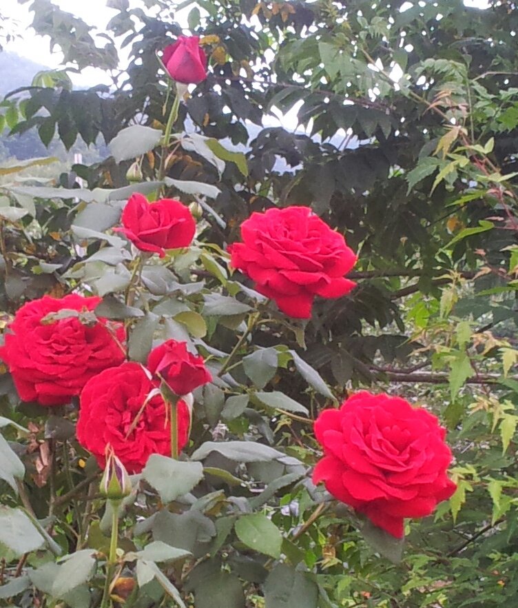 surajkrn's profile picture. 