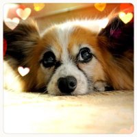 saori (@s15_bell) 's Twitter Profile
