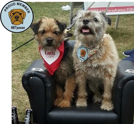 George, small but attitude filled rescue Border Terrier. City lad, 17yrs young. Always with Big Sis Molly in our ❤️ Proud members #BTPosse