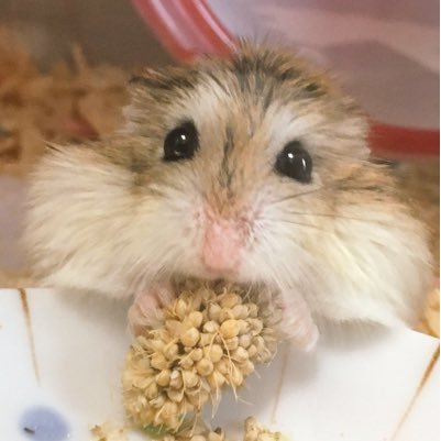 なっとうのおきみ(๑˙ϖ˙๑ )さんのプロフィール画像