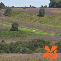 New Forest NT (@nt_newforest) 's Twitter Profile