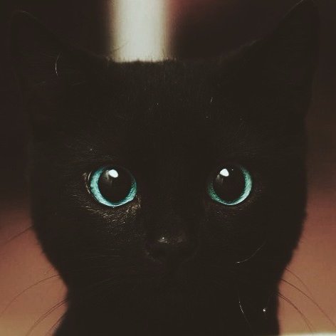 🐈‍⬛🎧さんのプロフィール画像