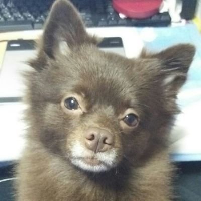 🐶さんのプロフィール画像