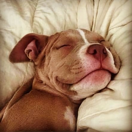 mikedawg1900's profile picture. 