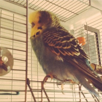 subscribe to me on YouTube MyBudgieLife27 https://t.co/oqbGuZ8c5S best budgie friends ,Harry,Blueberry,Mango