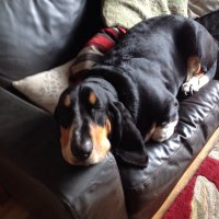 Arthur Basset💗Bonzo and Simba (@arthurbassetuk) 's Twitter Profile