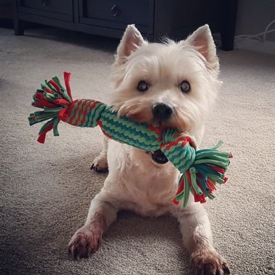 BarkingMadNWest's profile picture. We are Barking Mad - a pet sitting service that offers a tailor-made holiday for your canine pals from the homes of fellow dog lovers in Blackpool & Preston!