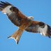 Goose (@redskykite) Twitter profile photo Goose (@redskykite) Twitter profile photo