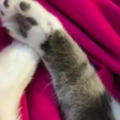 We are two kitty brothers adopted from @pawschicago. You can find us playing or sleeping. https://t.co/R91l3UWQJU