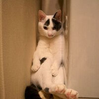 青野 菜 (@831mizuki) 's Twitter Profile