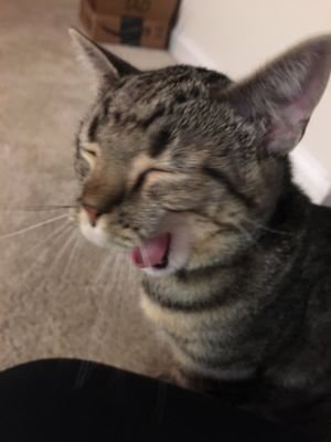 bpatkins's profile picture. I write code to give Disney and Nintendo money.