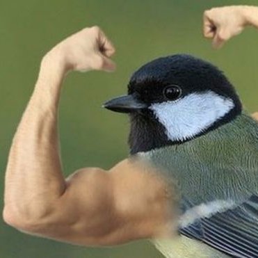 dankbirds's profile picture. 