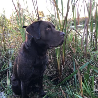 SWMI_Wtrfowl's profile picture. 