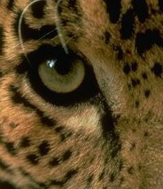 animalspiritsdr's profile picture. Animal communicator, animal spirit teachings, psychic and healer. Activist for animal rights, environmental protection, no kill shelters, endangered species.