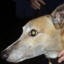 Paula Stuart - @balugabandit - Twitter